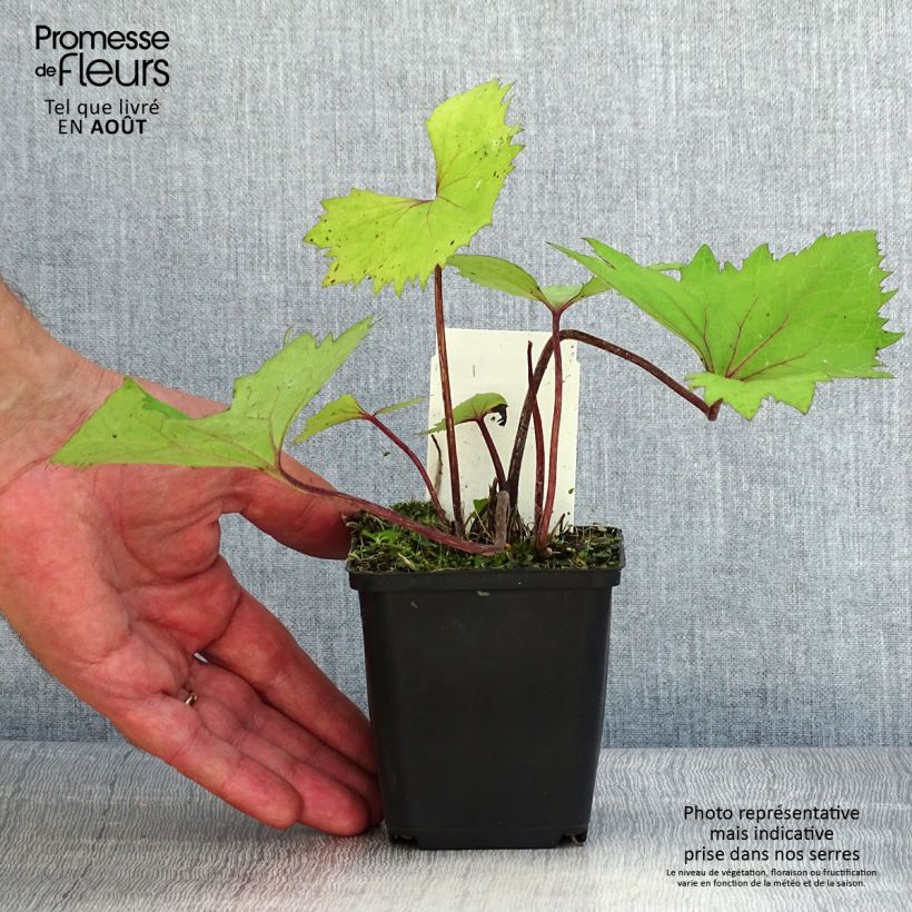 Spécimen de Ligulaire - Ligularia stenocephala Little Rocket Godet de 8/9 cm tel que livré en été