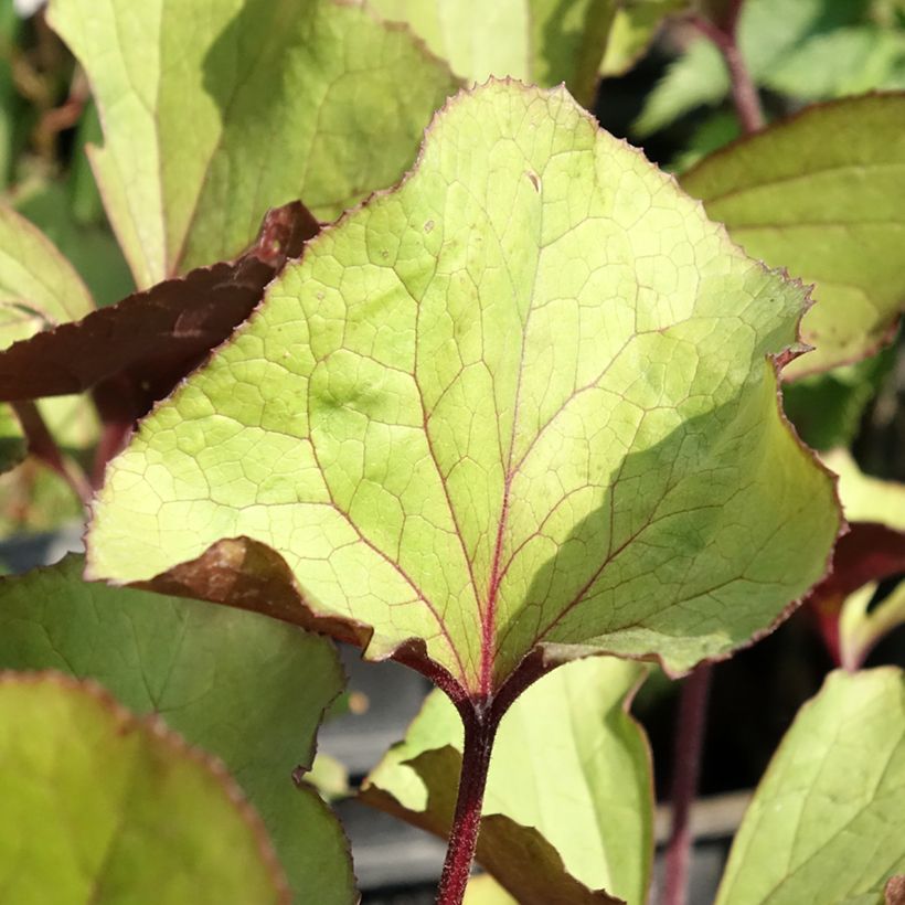 Ligularia dentata Garden Confetti - Ligulaire (Foliage)