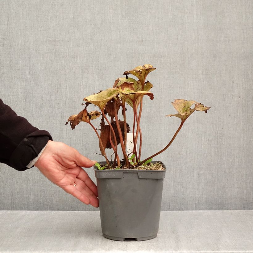 Spécimen de Ligularia dentata Garden Confetti - Ligulaire Pot de 2L/3L tel que livré en automne