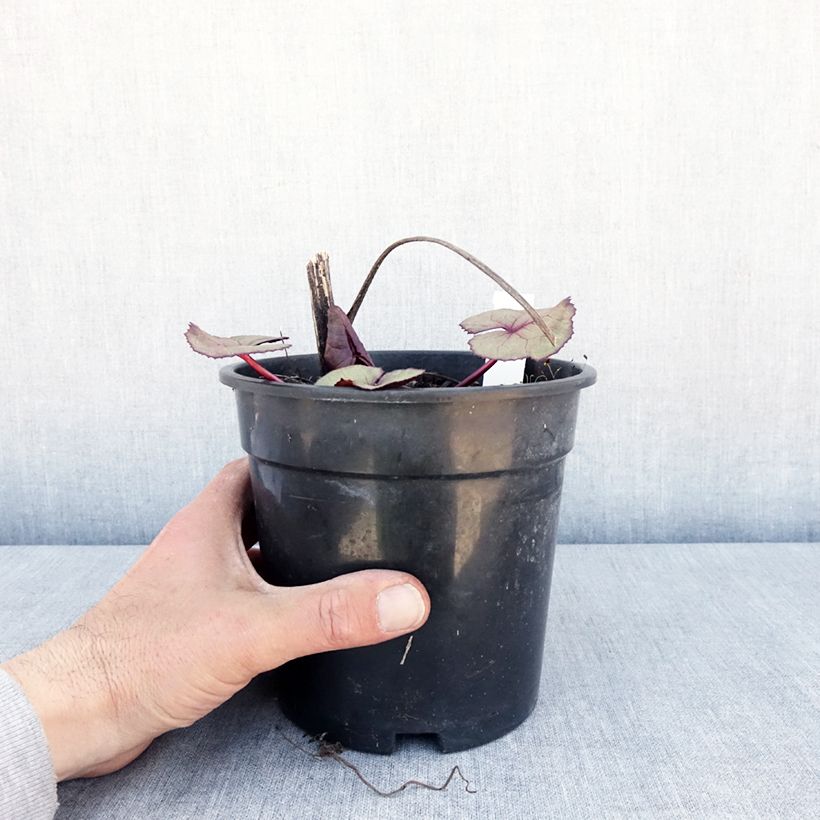 Example of Ligularia dentata Garden Confetti - Ligulaire Pot de 2L/3L as you get in printemps