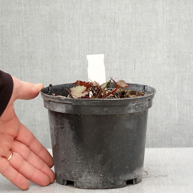 Spécimen de Ligularia dentata Othello - Ligulaire Pot de 2L/3L tel que livré au printemps