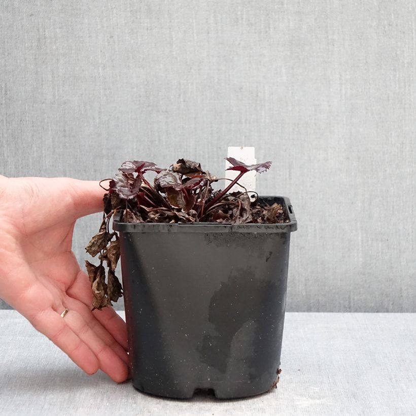 Example of Ligularia dentata Pandora® - Ligulaire naine. Pot de 2L/3L as you get in hiver