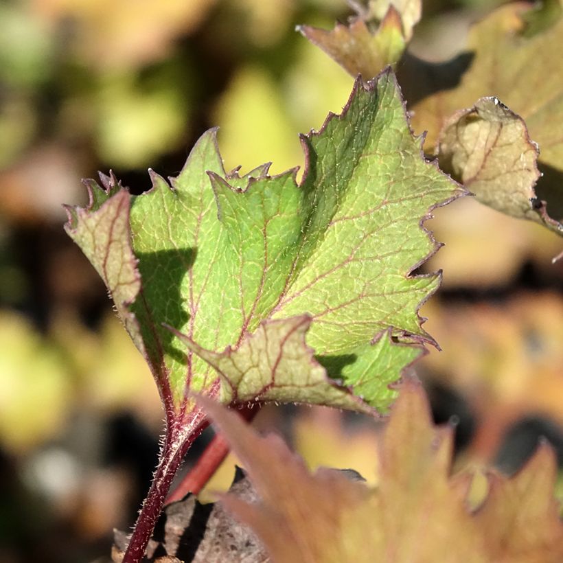 Ligularia Little Golden Ray - Ligulaire (Feuillage)
