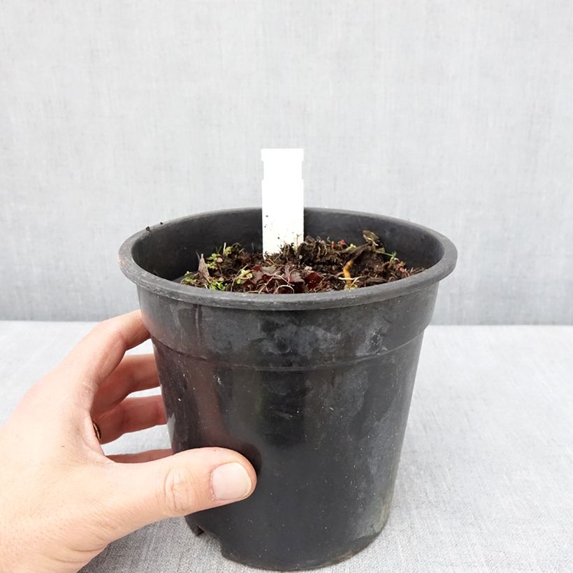 Spécimen de Ligularia Little Golden Ray - Ligulaire Pot de 2L/3L tel que livré au printemps