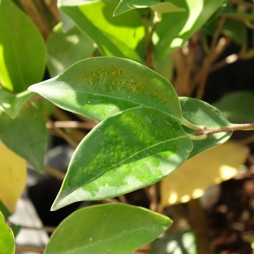 Ligustrum japonicum Korean Dwarf - Troène du Japon (Foliage)