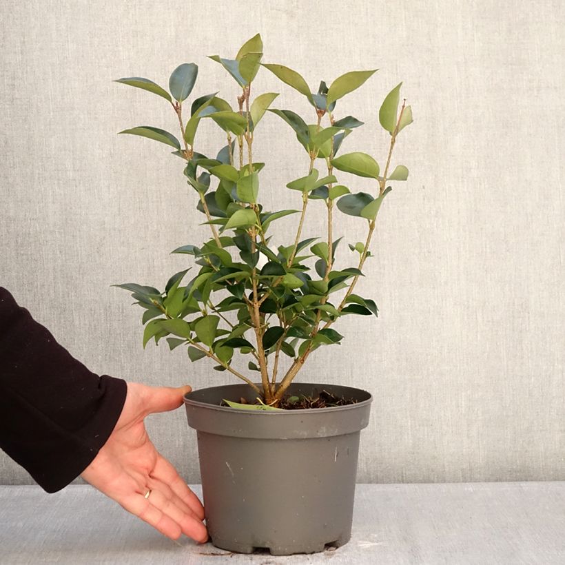 Example of Ligustrum japonicum Korean Dwarf - Troène du Japon Pot de 3L/4L as you get in hiver