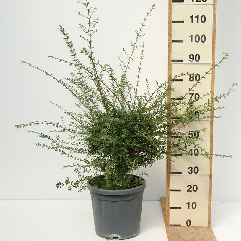Spécimen de Ligustrum jonandrum (ionandrum) - Troène du Yunnan Pot de 12L/15L, 1/4 de tige, Quart de tige 40 cm/ forme boule diamètre 30/35 cm tel que livré en été
