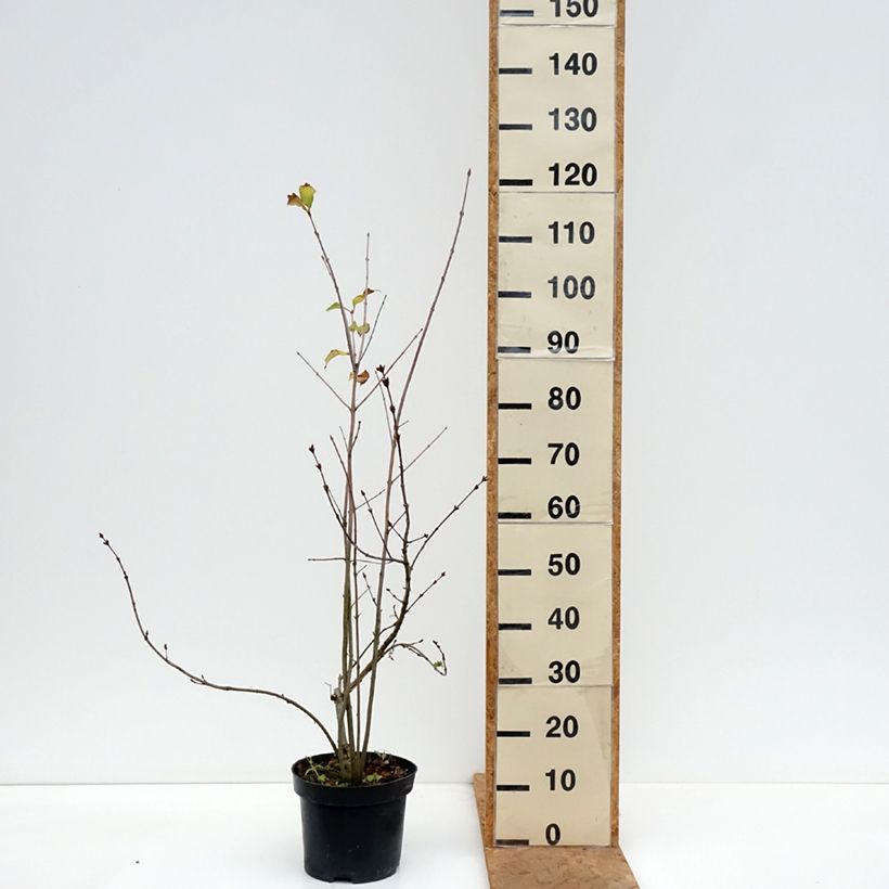 Spécimen de Lilas à feuilles pennées - Syringa pinnatifolia Pot de 4L/5L tel que livré en automne