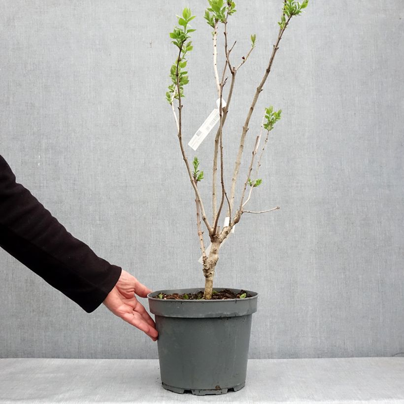 Spécimen de Lilas à fleurs de jacinthe - Syringa hyacinthiflora Esther Staley Pot de 12L/15L, Buisson, 5/8 branches, Ramifié tel que livré au printemps