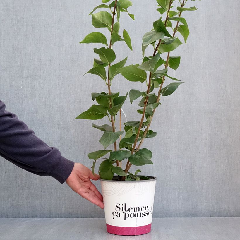 Spécimen de Lilas à fleurs de jacinthe - Syringa hyacinthiflora Maiden's Blush Pot de 4L/5L, Buisson, 3/4 branches tel que livré en automne