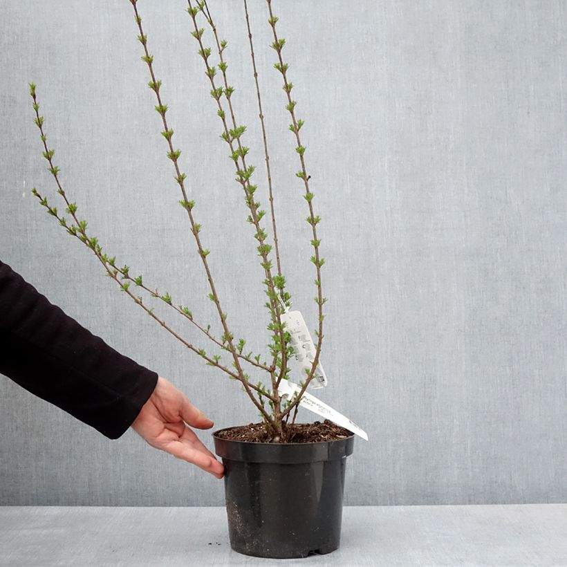 Spécimen de Lilas afghan - Syringa afghanica Pot de 4L/5L tel que livré au printemps