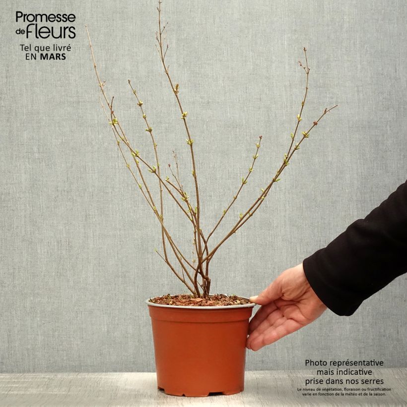 Spécimen de Lilas Bloomerang Pink Perfume - Syringa nain hybride remontant Pot de 2L/3L tel que livré au printemps