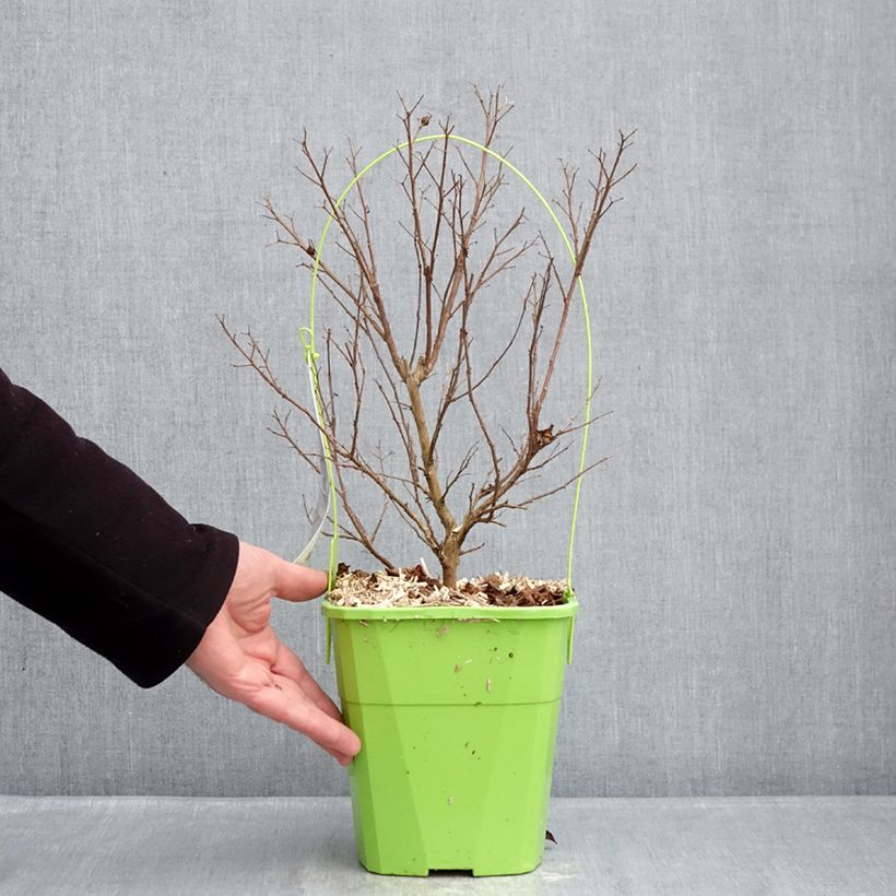 Spécimen de Lilas des Indes - Lagerstroemia Gourmet Red red Wine Pot de 4L/5L tel que livré en hiver