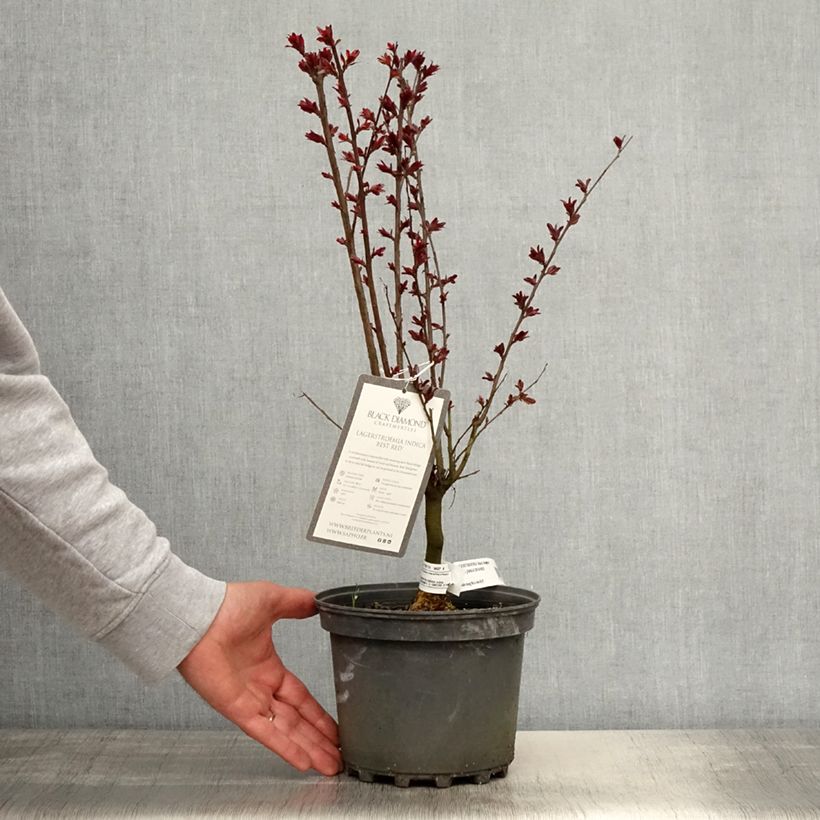 Spécimen de Lilas des Indes - Lagerstroemia indica Black Solitaire Best Red Pot de 3L/4L, Buisson, Touffe tel que livré au printemps