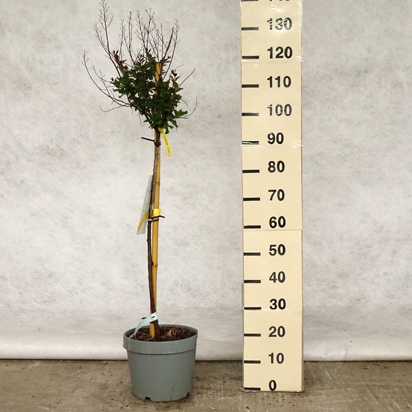 Spécimen de Lagerstroemia indica Double Feature - Lilas des Indes Pot de 7,5L/10L, Demi-Tige tel que livré au printemps