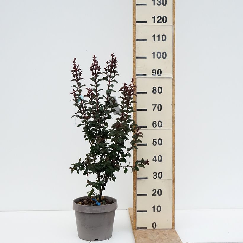 Spécimen de Lilas des Indes - Lagerstroemia indica Rhapsody In Blue Pot de 7,5L/10L, Buisson, Touffe tel que livré en été