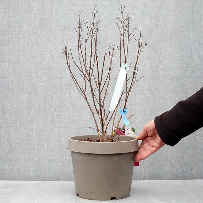 Spécimen de Lilas des Indes - Lagerstroemia indica Rhapsody In Blue Pot de 7,5L/10L, Buisson, Touffe tel que livré au printemps