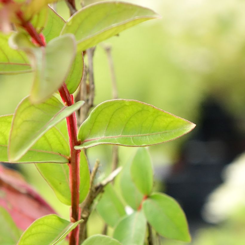 Lilas des Indes 'With Love Babe' (Feuillage)