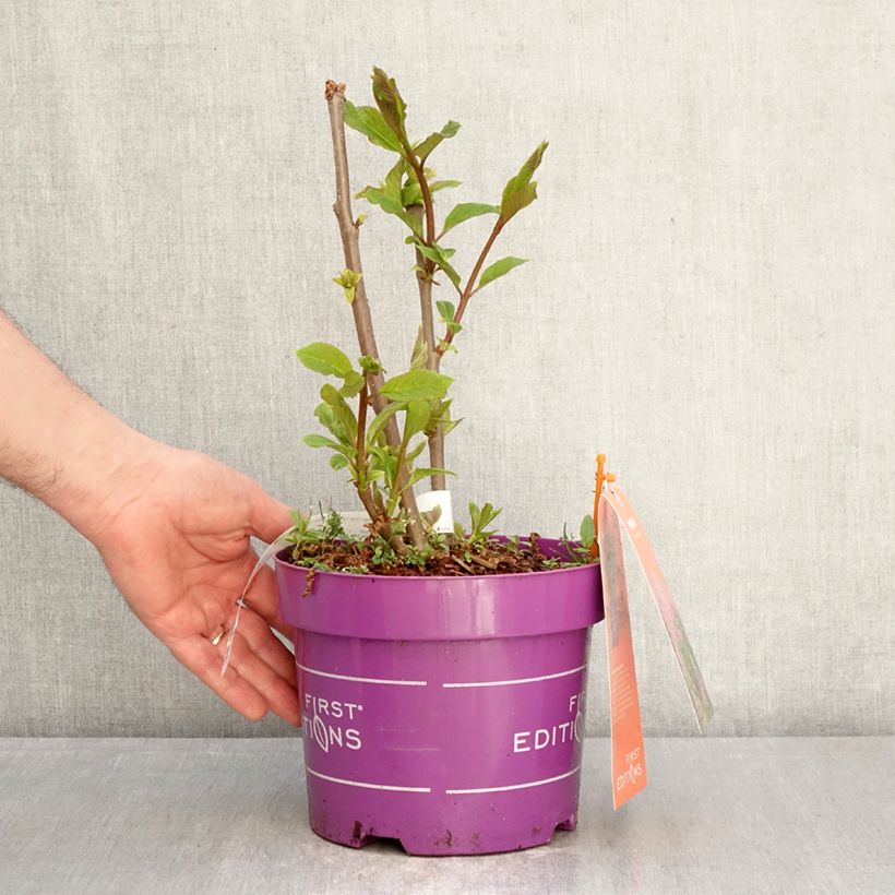 Spécimen de Lilas hybride Pinktini - Syringa x prestoniae  Pot de 3L/4L tel que livré au printemps