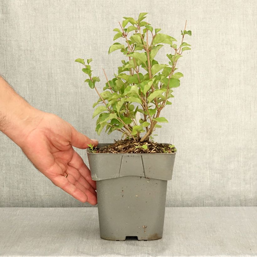Spécimen de Lilas nain - Syringa meyeri Flowerfesta Pink Pot de 2L/3L tel que livré en été