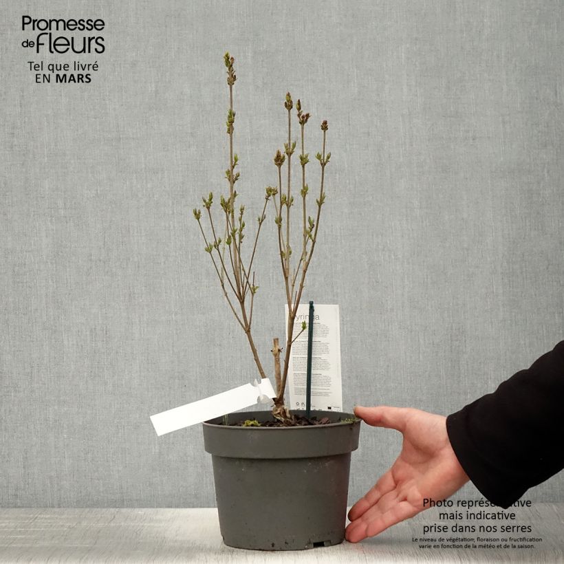 Example of Lilas nain - Syringa meyeri Flowerfesta White Pot de 3L/4L as you get in printemps