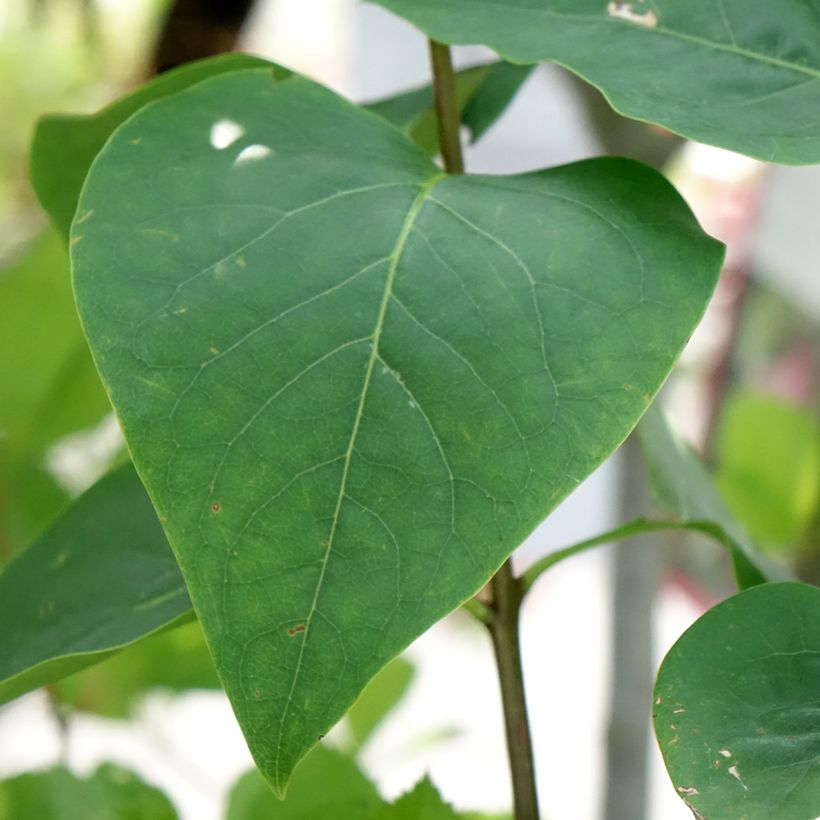 Lilas Sensation - Syringa vulgaris (Feuillage)