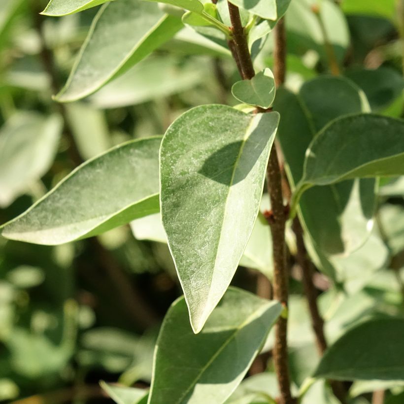Lilas - Syringa chinensis Saugeana (Feuillage)