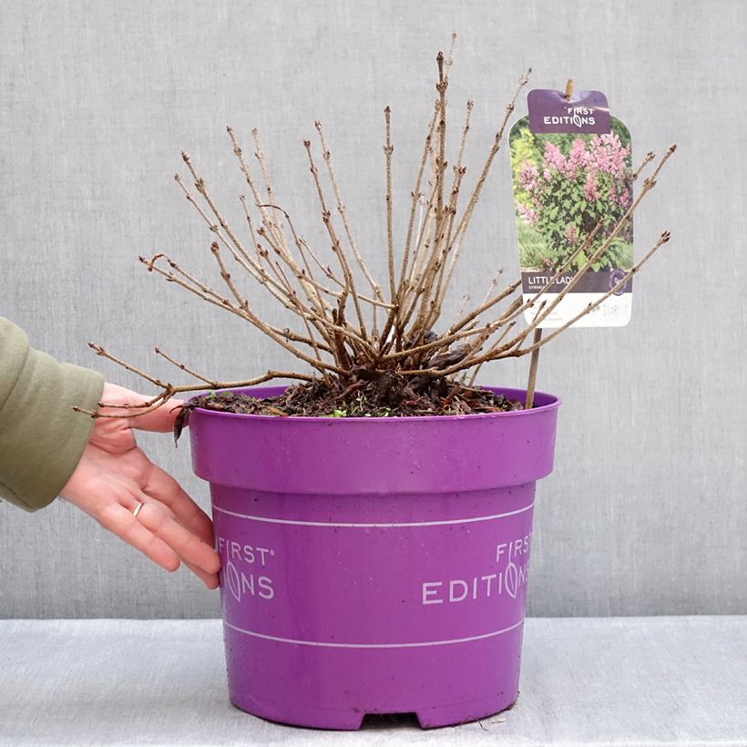 Spécimen de Lilas - Syringa Little Lady Pot de 7,5L/10L tel que livré en hiver