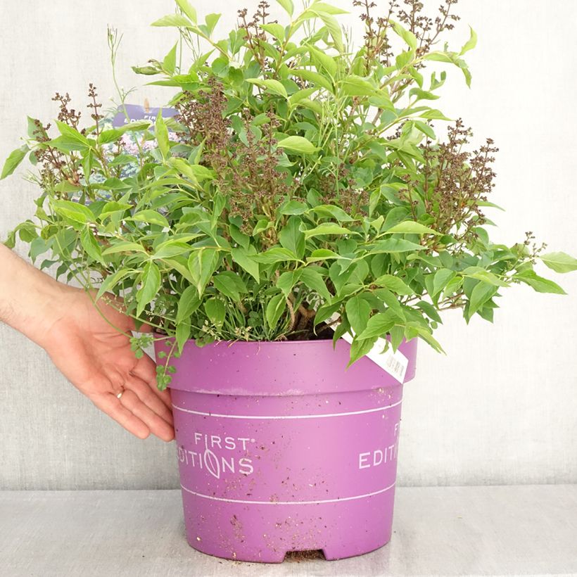 Spécimen de Lilas - Syringa Little Lady Pot de 7,5L/10L tel que livré au printemps