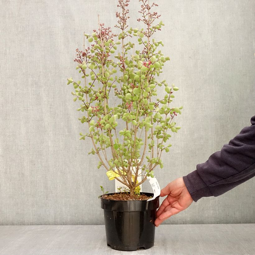 Spécimen de Lilas - Syringa Tinkerbelle Pot de 2L/3L tel que livré au printemps