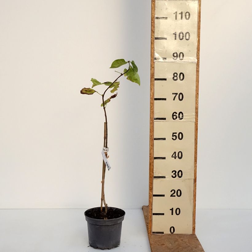 Spécimen de Lilas - Syringa vulgaris Aucubaefolia Pot de 4L/5L tel que livré en automne