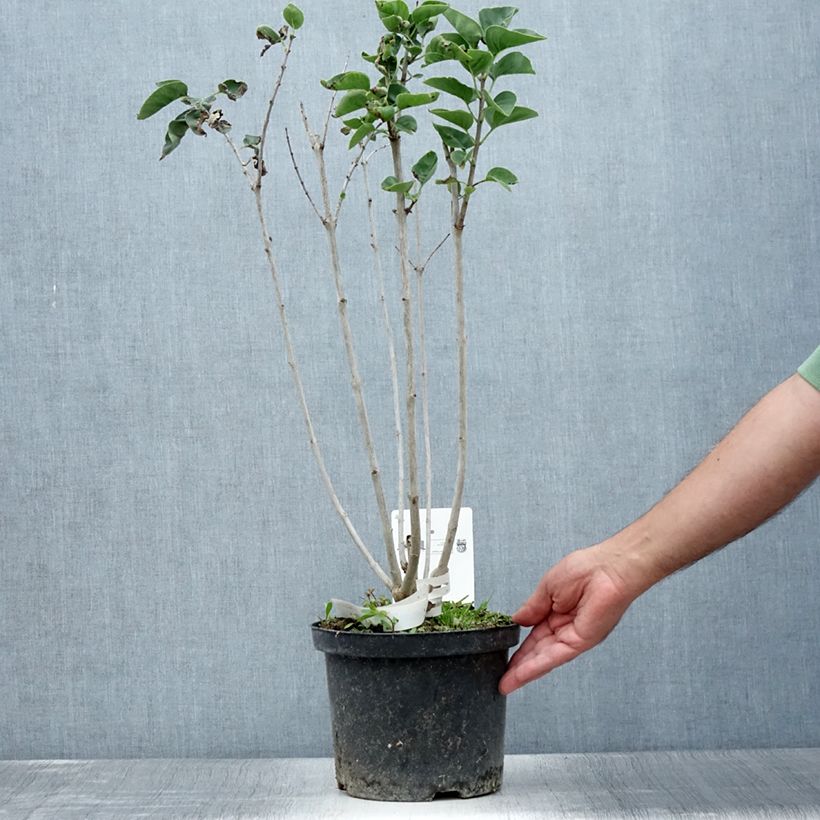 Spécimen de Lilas - Syringa vulgaris Belle de Moscou Pot de 4L/5L tel que livré en été