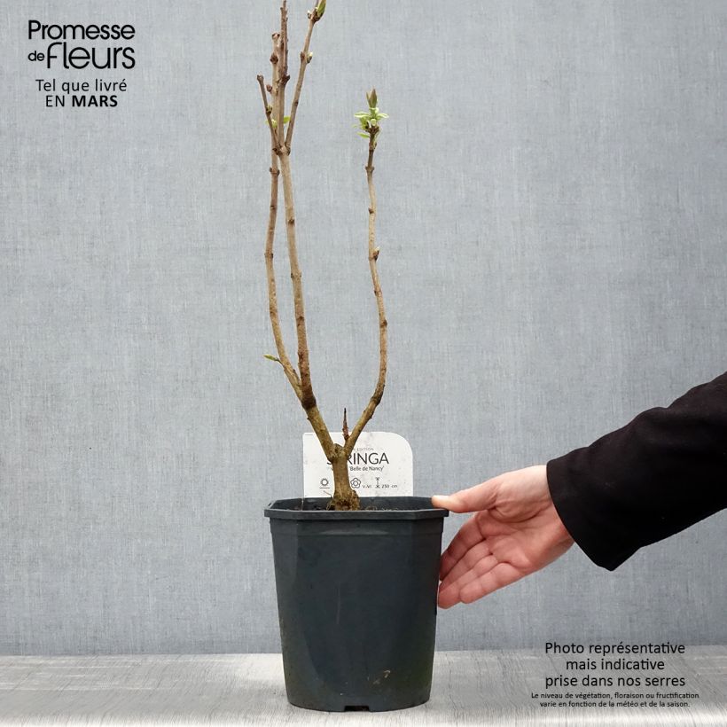 Spécimen de Lilas - Syringa vulgaris Belle de Nancy Pot de 3L/4L tel que livré au printemps