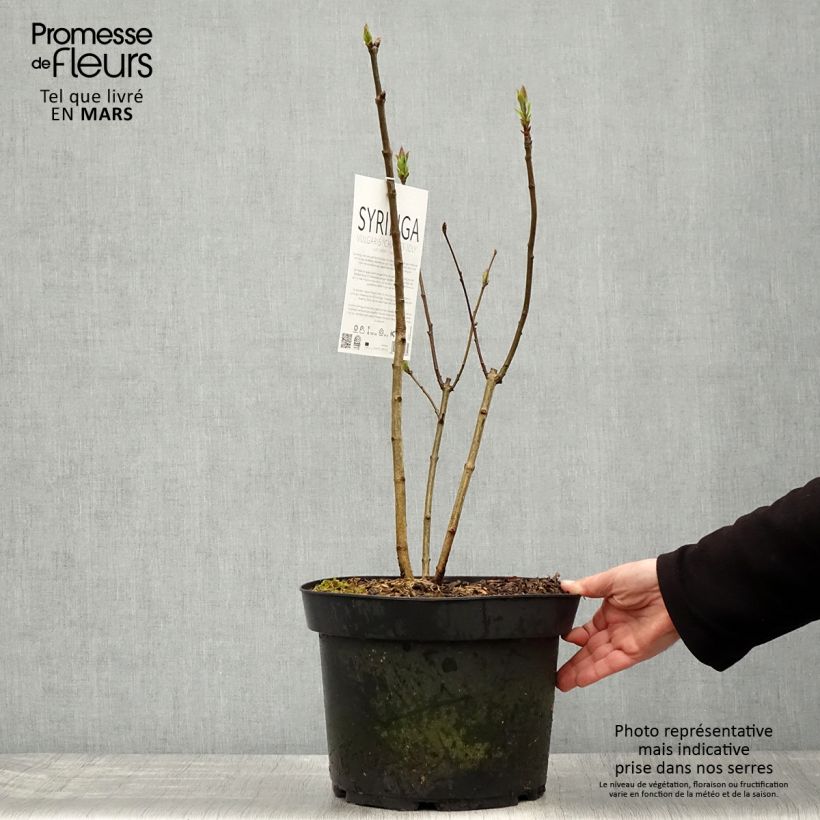 Spécimen de Lilas - Syringa vulgaris Charles Joly Pot de 7,5L/10L tel que livré au printemps