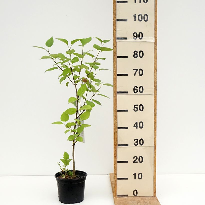 Spécimen de Lilas - Syringa vulgaris Charles Joly Pot de 2L/3L tel que livré en été
