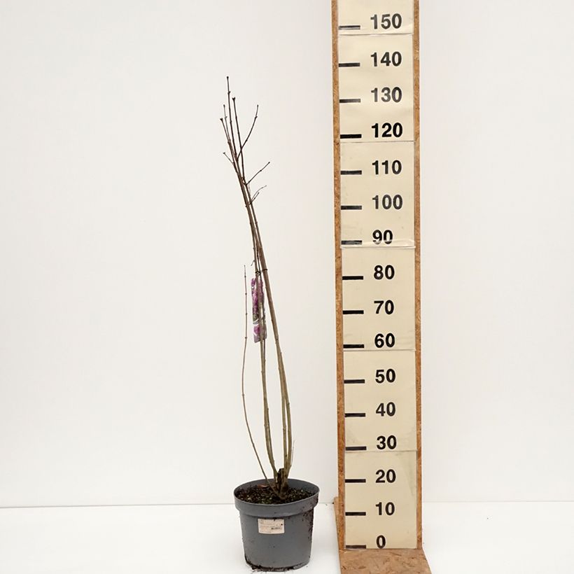 Spécimen de Lilas - Syringa vulgaris Charles Joly Pot de 7,5L/10L tel que livré en automne