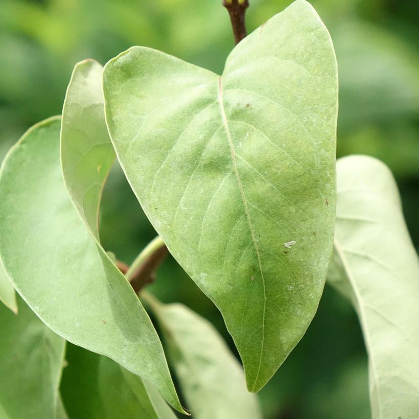 Lilas - Syringa vulgaris Katherine Havemeyer  (Foliage)