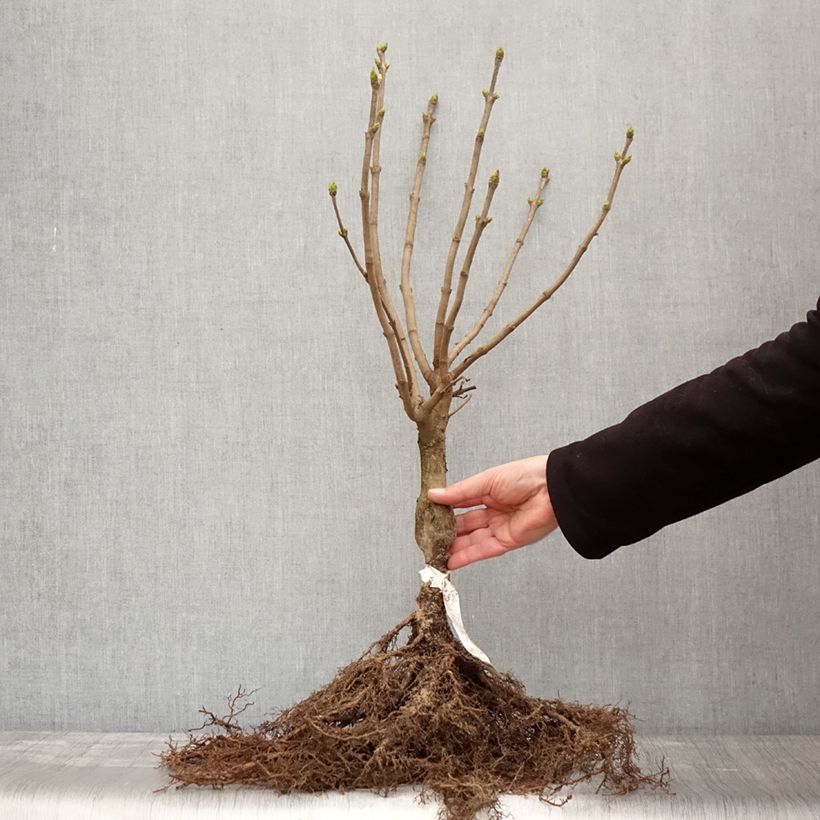 Spécimen de Lilas - Syringa vulgaris Madame Lemoine Racines nues, Buisson, Ramifié 3/5tiges tel que livré en hiver
