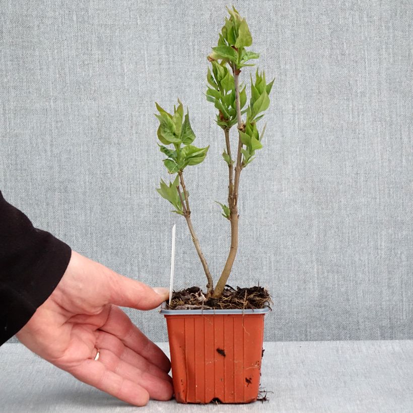 Spécimen de Lilas - Syringa vulgaris Nadezhda Godet de 8/9 cm tel que livré au printemps