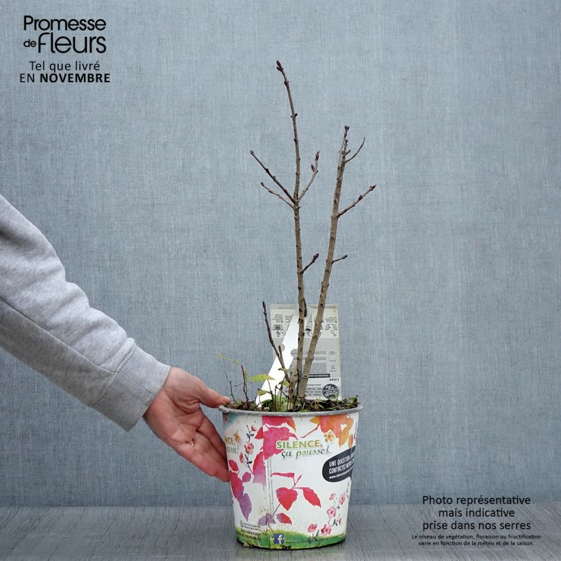 Spécimen de Lilas - Syringa vulgaris Souvenir de Louis Spaeth Pot de 2L/3L, Buisson, 3/4 branches tel que livré en automne