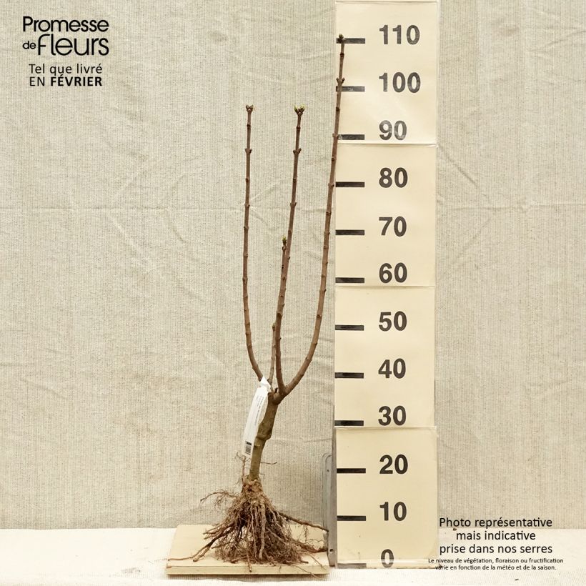 Spécimen de Lilas - Syringa vulgaris Souvenir de Louis Spaeth Racines nues, Buisson, 3/5 branches tel que livré en hiver