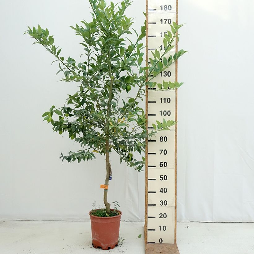 Spécimen de Limequat - Citrus x floridana Pot de 7,5L/10L, Demi-Tige tel que livré en automne