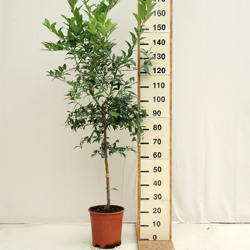 Spécimen de Limequat - Citrus x floridana Pot de 7,5L/10L, Demi-Tige tel que livré en été