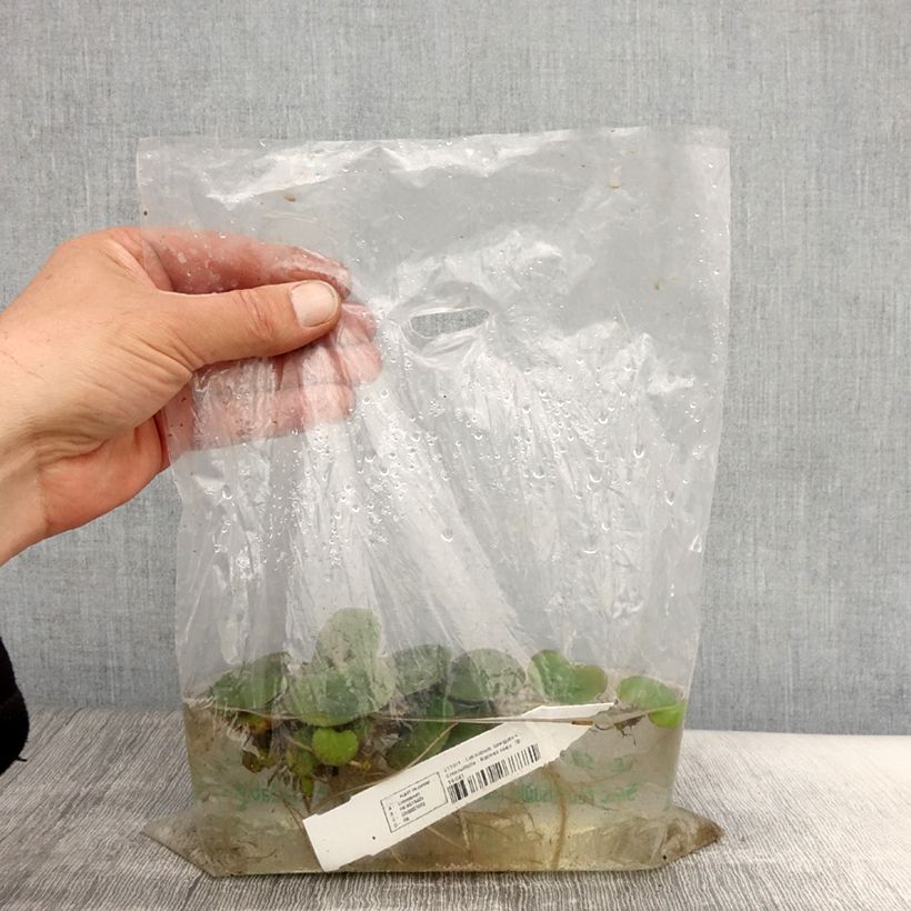 Spécimen de Limnobium laevigatum - Grenouillette Racines nues tel que livré au printemps