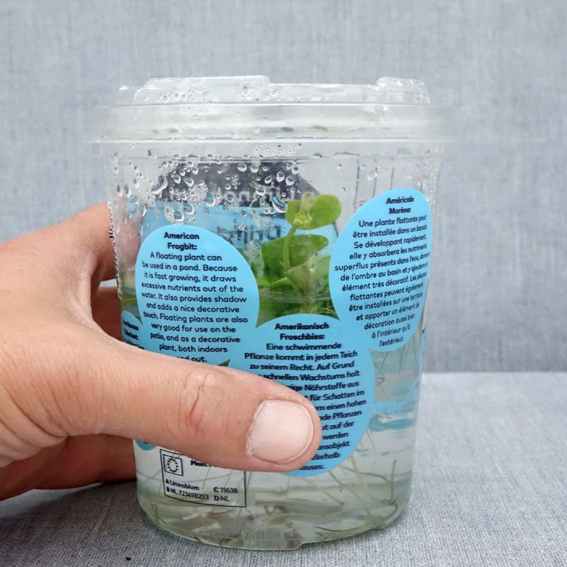 Example of Limnobium spongia - Grenouillette spongieuse Boîte, boite plastique 12cm as you get in ete