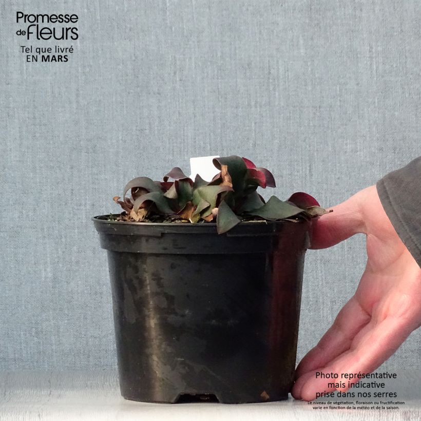 Spécimen de limonium Dazzle Rocks - Statice vivace  Pot de 2L/3L tel que livré au printemps