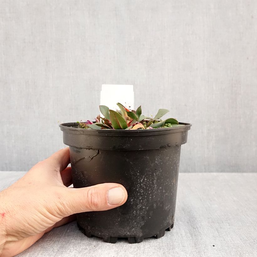 Spécimen de limonium Dazzle Rocks - Statice vivace  Pot de 2L/3L tel que livré en automne