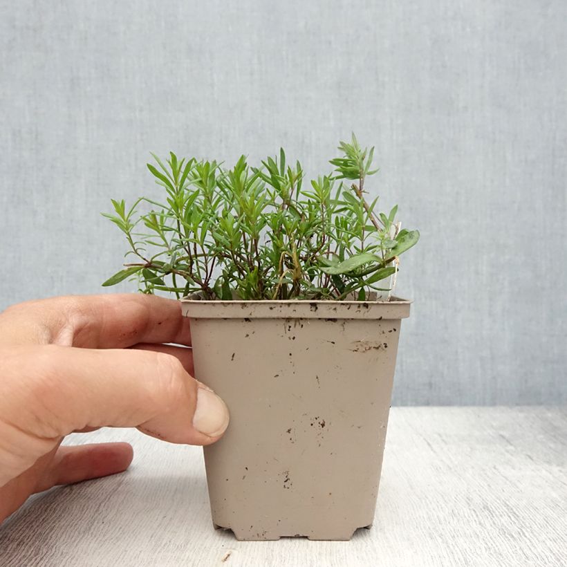 Spécimen de Linaria anticaria Antique Silver - Linaire Godet de 8/9 cm tel que livré au printemps