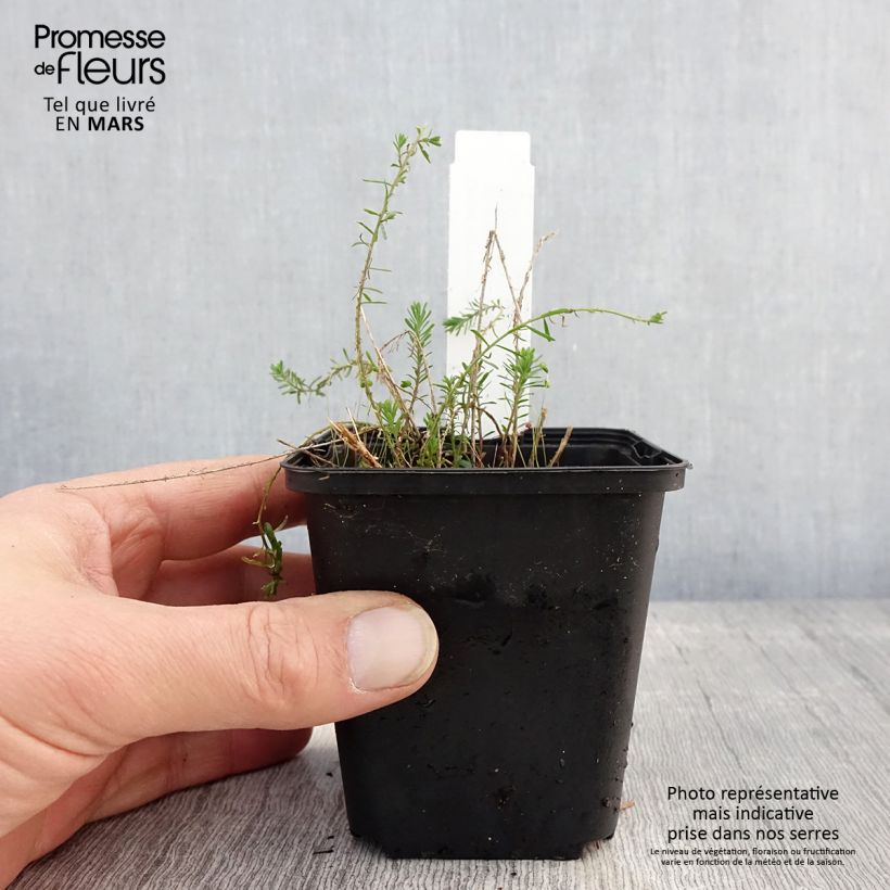 Spécimen de Linum perenne Saphir - Lin vivace Godet de 8/9 cm tel que livré au printemps