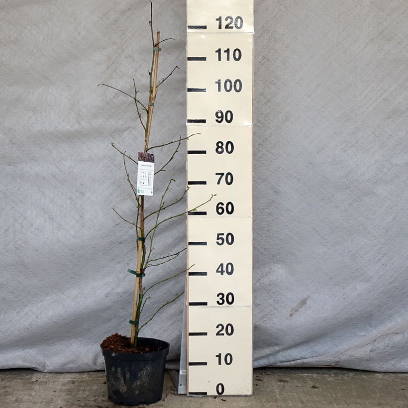 Spécimen de Liquidambar styraciflua Pot de 3L/4L tel que livré au printemps